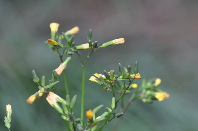 黄鹌菜 (1).JPG 黄鹌菜 (1).JPG