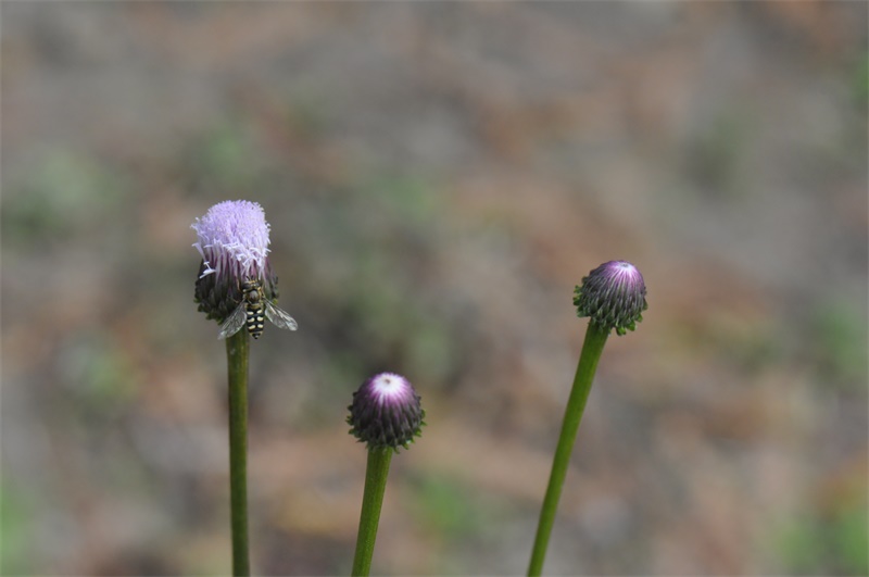 泥胡菜 (1).JPG 泥胡菜 (1).JPG