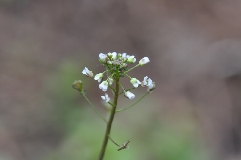 荠菜 (1).JPG 荠菜 (1).JPG