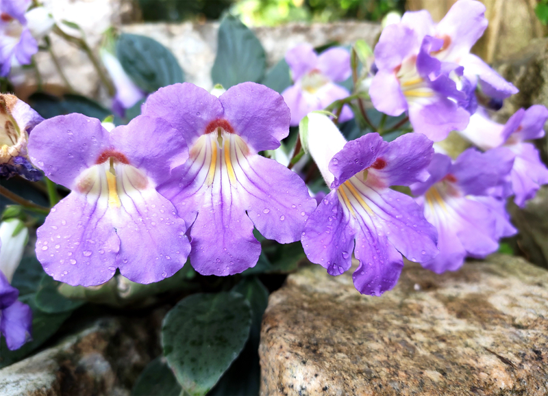 百寿报春苣苔Primulina baishouensis.jpg 百寿报春苣苔Primulina baishouensis.jpg