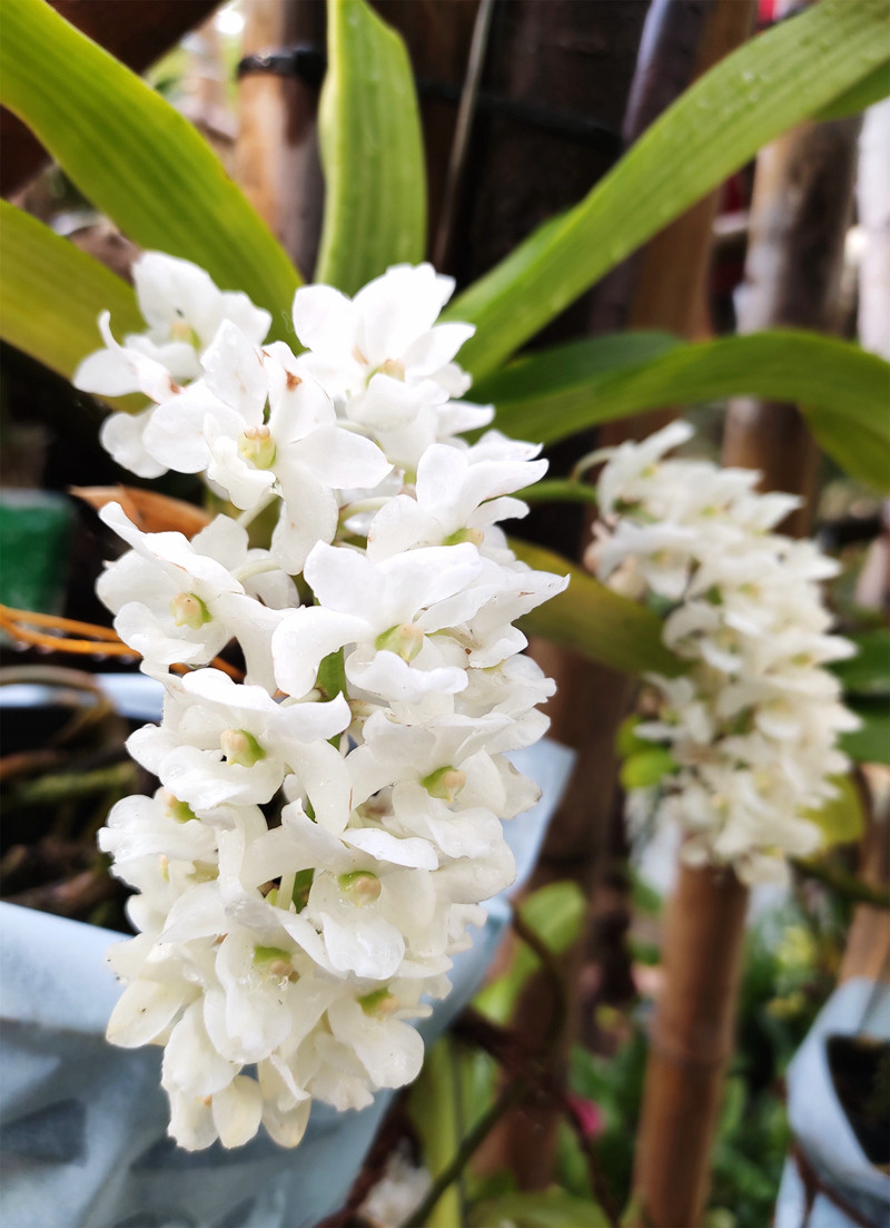 “白狐尾”钻喙兰(Rhyleyaopsis gigantea var.petoniana).jpg
