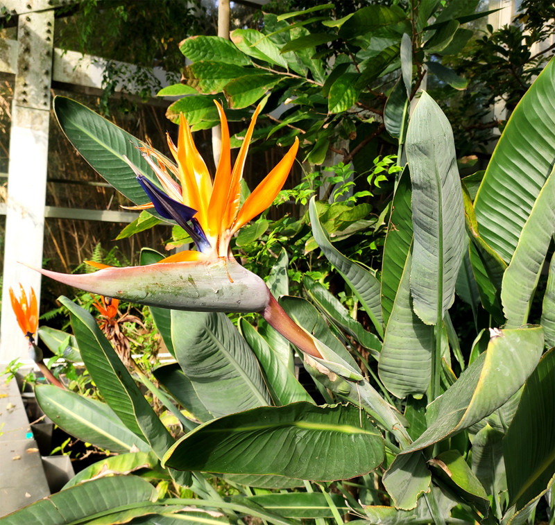 鹤望兰(Strelitzia reginae ).jpg