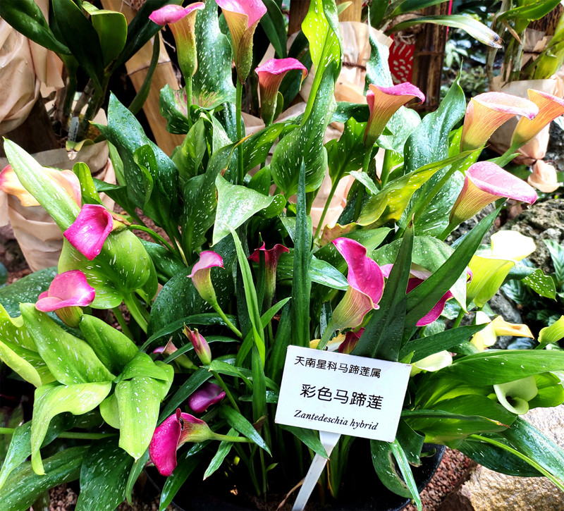 马蹄莲(Zantedeschia aethiopica).jpg