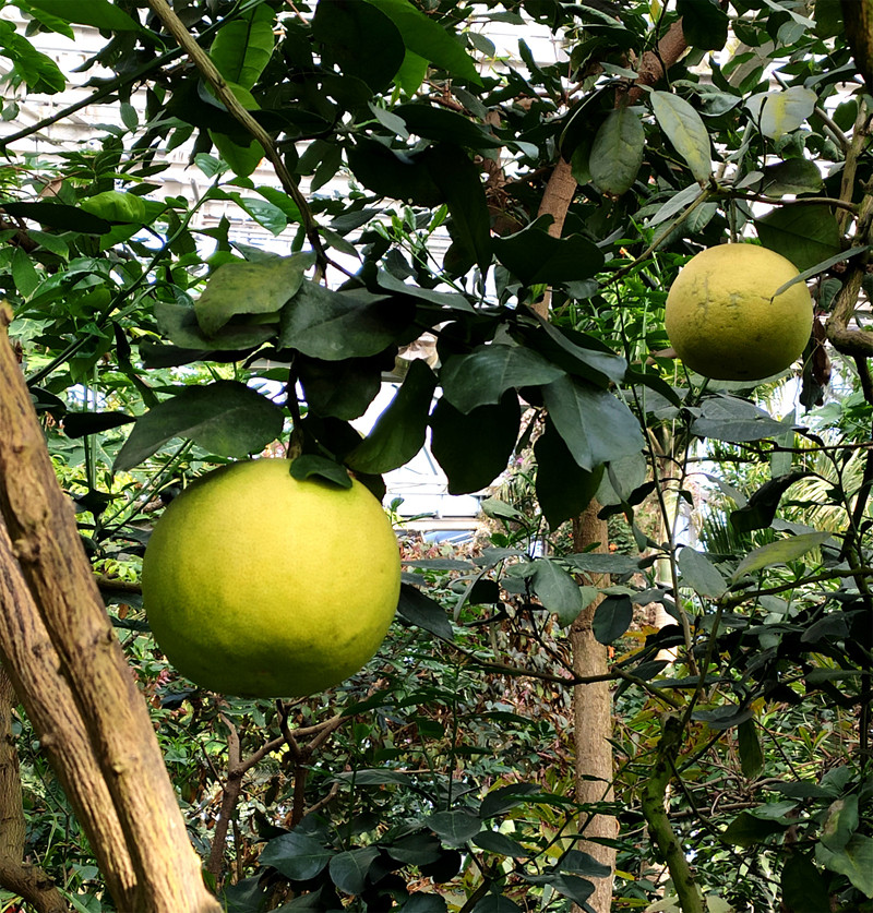 柚(Citrus maxima).jpg
