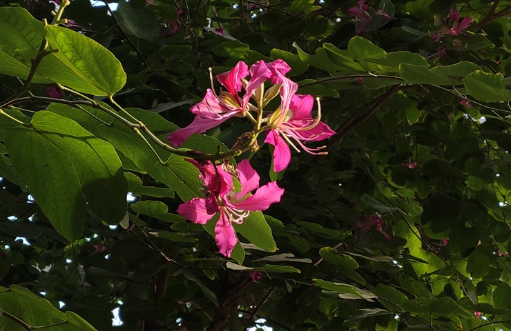 红花羊蹄甲(Bauhinia × blakeana )_看图王.jpg 红花羊蹄甲(Bauhinia × blakeana )_看图王.jpg