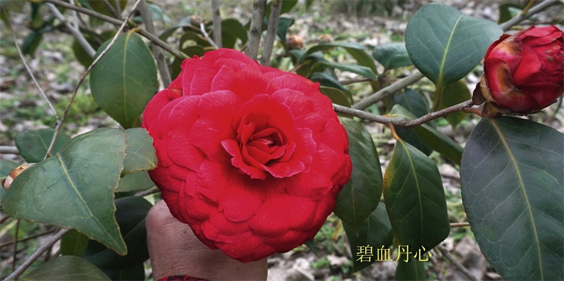 13、碧血丹心.jpg 13、碧血丹心.jpg