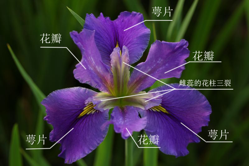 13-2鸢尾属植物花结构.jpg