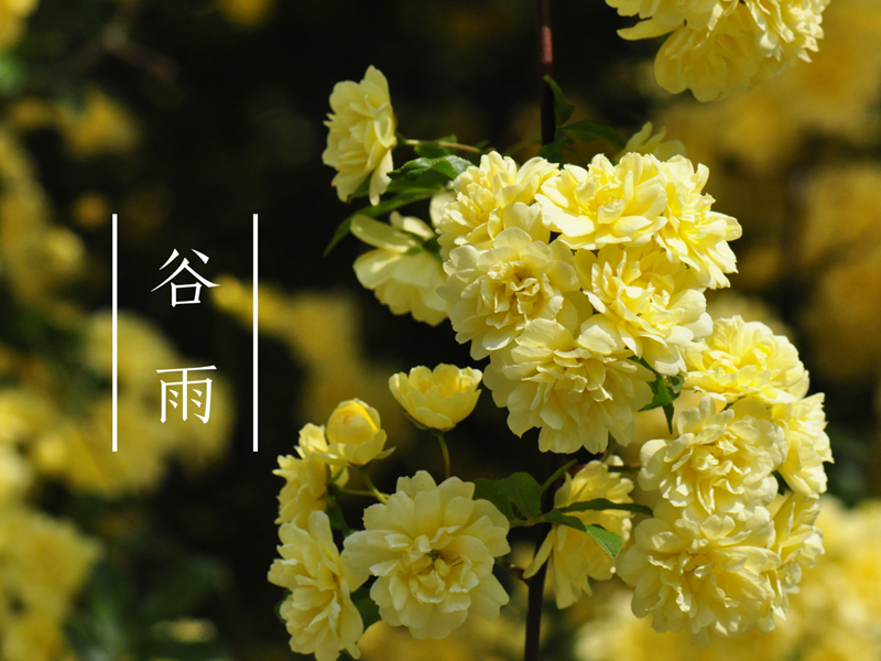 信息报送经营策划科2020年4月精灵之约61节气"植"说│上海植物
