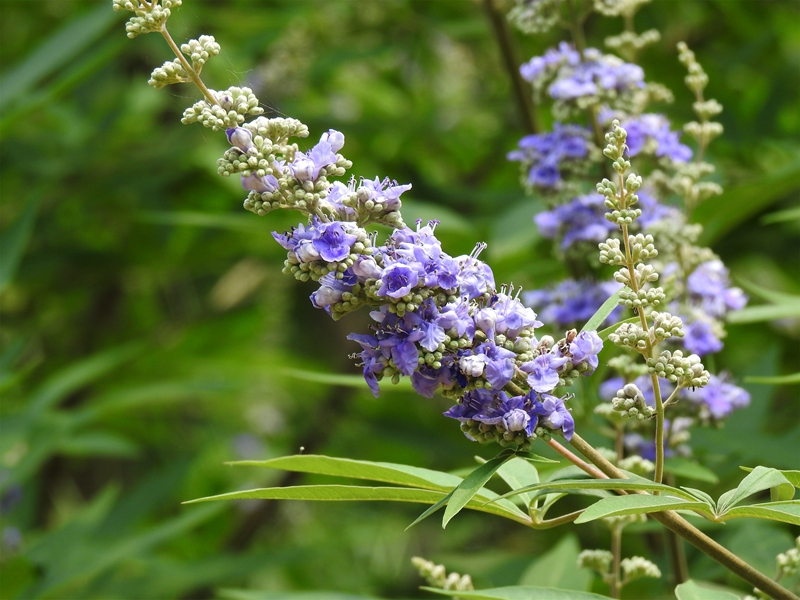 U:/信息报送/园艺科/2020年/6月/六月下旬花讯/800/6、穗花牡荆 副本.jpg