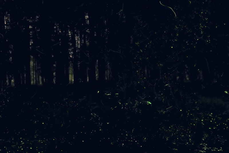 U:\信息报送\经营策划科\2020年7月\线上科普丨精灵之约·暗访夜精灵——萤火虫\800\上海植物园内的流萤飞舞.jpg
