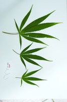 西双版纳热带植物园:育成两个汉麻新品种