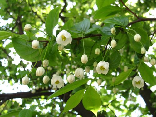 纯白的小花让人联想到茉莉花(摄影:张连全)