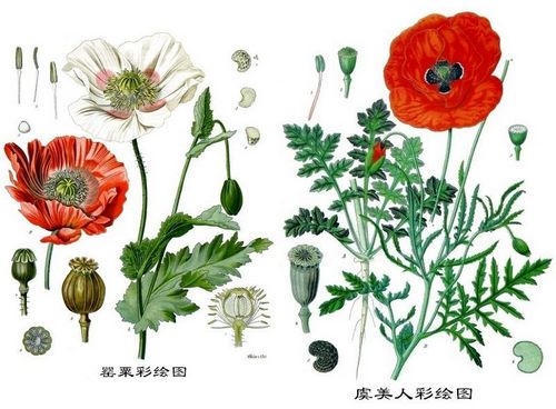 虞美人被误认为罂粟上海植物园专家教您鉴别
