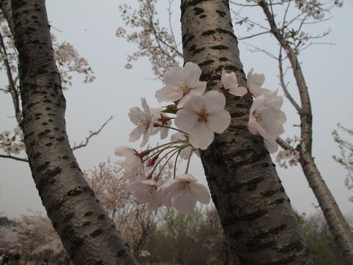 樱花树干和花枝看起来色彩更暗一些,而且密布樱树特有的斑点,粗树干上