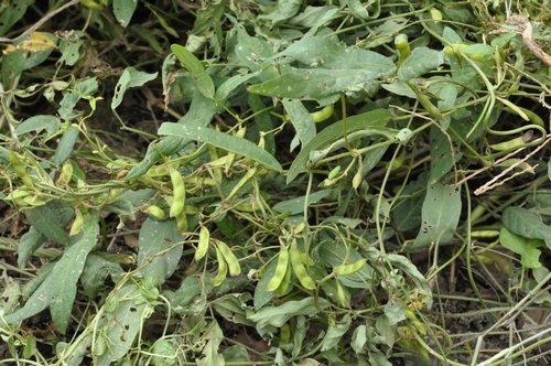 野大豆,豆科,大豆属(glycinewilld.).一年生缠绕草本.