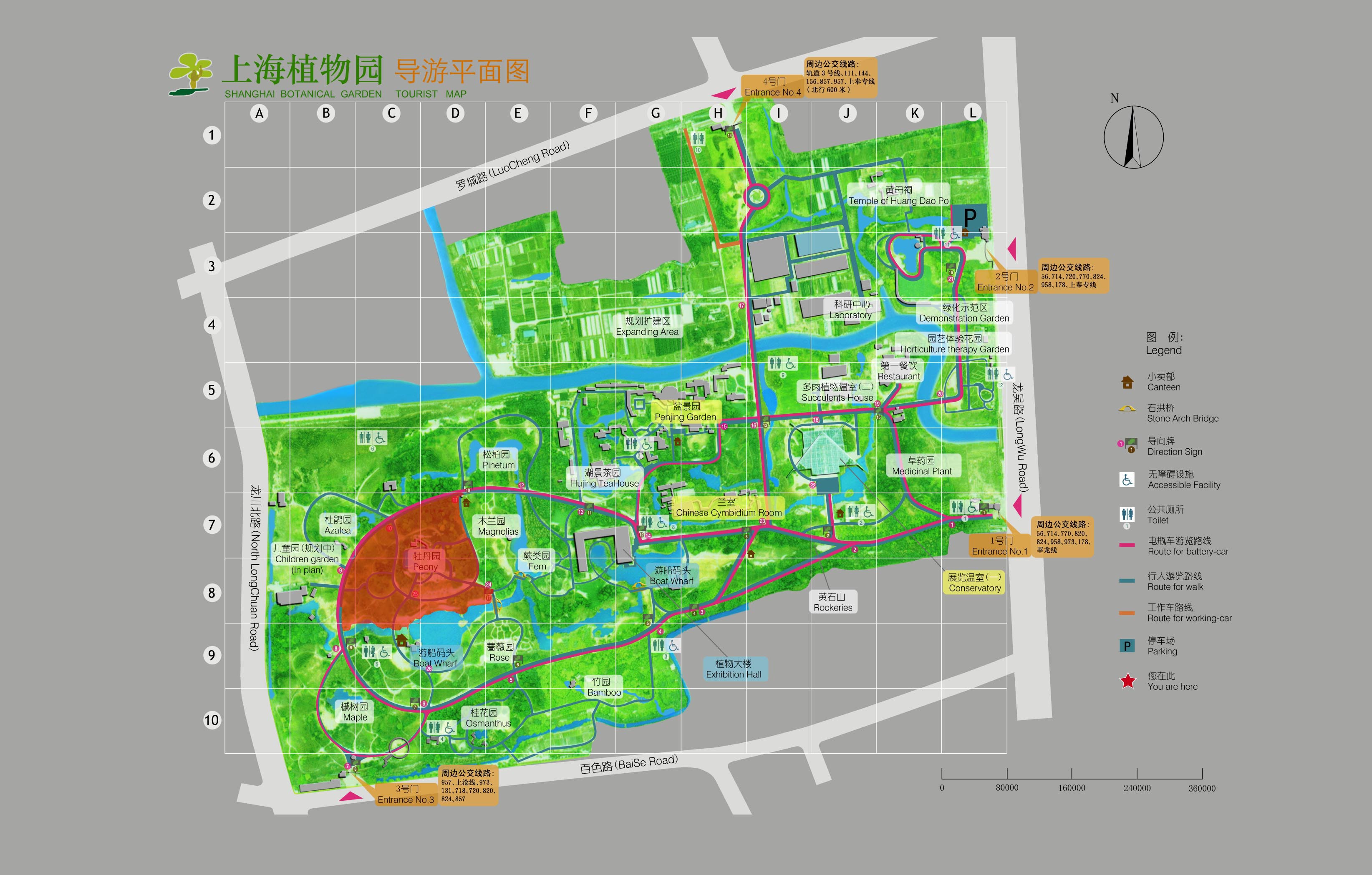 上海植物园的牡丹盛景主要集中在牡丹园.