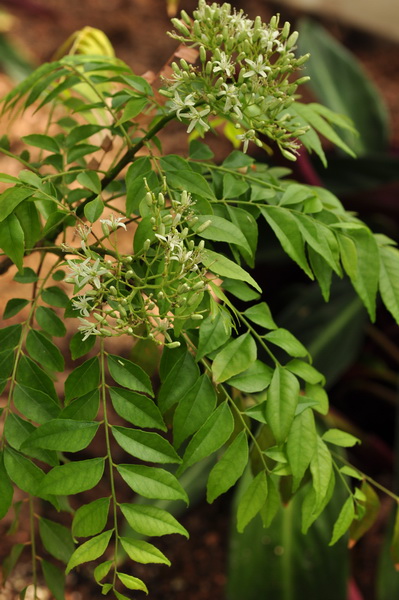辰山植物园热带花果馆咖喱树悄然开花