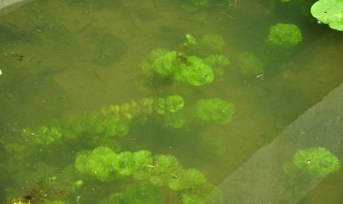 睡莲活动内容:园区水生生物观察,浮游植物显微镜观察.