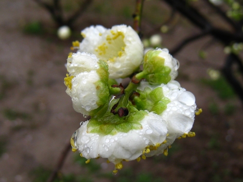 金钱绿萼梅锦枝型梅花的枝条六绿萼梅南京红宫粉梅双碧垂枝梅煊妍
