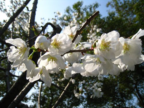 白雪樱资料粉色为美国樱资料图染井吉野樱(东京樱花)神代曙资料图2