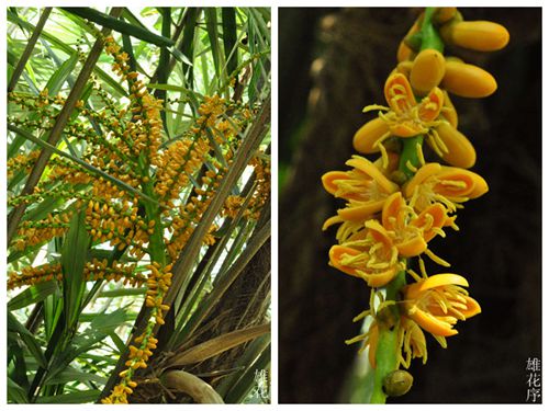 上海植物园山棕香溢