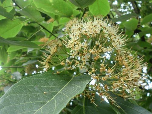 梭罗树六月满树白花吸引眼球申城唯有上海植物园种植
