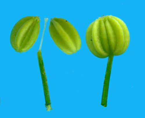 细叶旱芹—7 成熟的双悬果卵形至球形,两端圆或向顶渐窄,稍两侧压扁,无毛。棱圆钝、突起,心皮柄顶端2裂,分果2。 (Ye)_副本.jpg