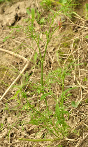 细叶旱芹—1 Cyclospermum leptophyllum (Persoon) Sprague ex Britton et P. Wilson 一年生草本。江苏、福建、广东、台湾。 原产南美,世界热带及温带地区广泛归化。(Ye)_副本.jpg