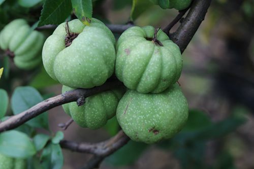 棠果累累记上海植物园里的海棠果