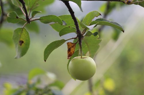 棠果累累记上海植物园里的海棠果