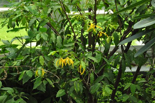 假鹰爪(desmos chinensis)为番荔枝科假鹰爪属直立或