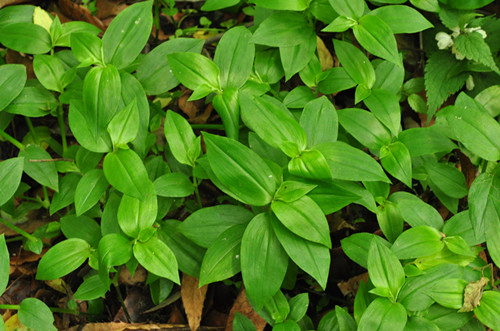 白花紫露草,多年生草本.茎匍匐,节上生根.