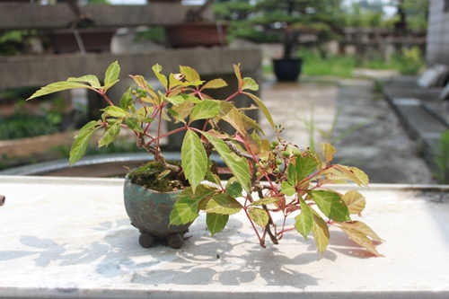 五叶地锦又名五叶爬山虎,葡萄科爬山虎属落叶大藤本.