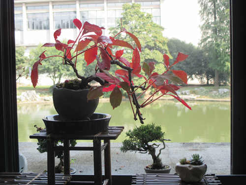 秋天变色的五叶地锦盆景五叶地锦又名五叶爬山虎,葡萄科爬山虎属落叶