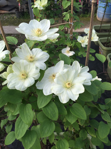 上海植物园早花新品铁线莲相继绽放