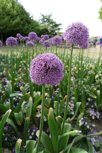 大花葱,因花序硕大而得名,它的花梗自叶丛中抽出