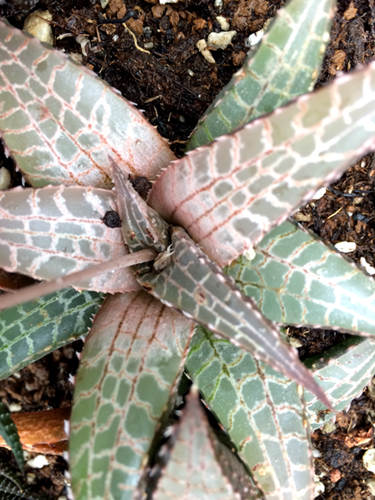 多肉植物介绍之龙鳞