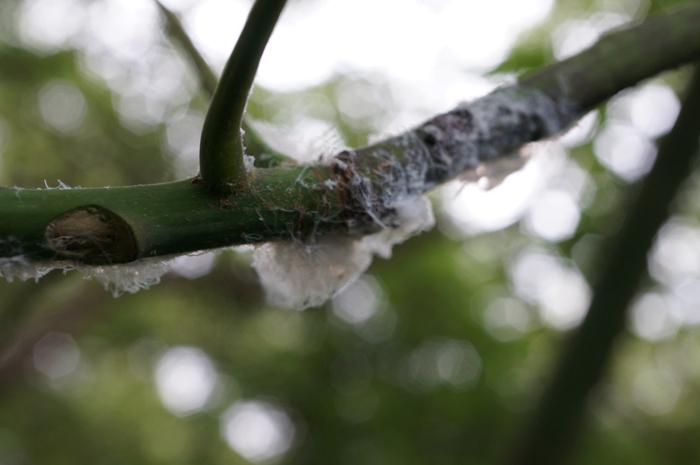 梧桐木虱(文:罗敏 图:陈赛梅 审核:赵莺莺 责任编辑:张雯雯 编辑:杨桦