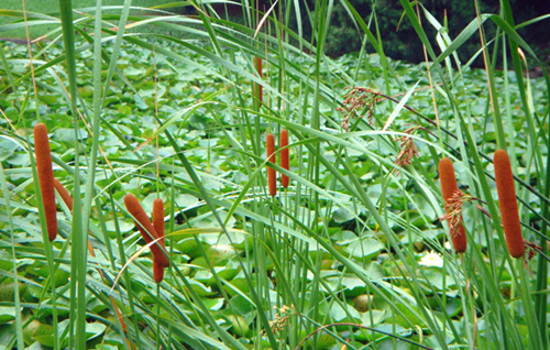 香蒲.jpg
