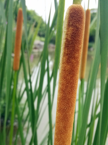 香蒲细部.jpg