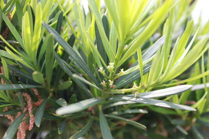 趣话罗汉松61上篇