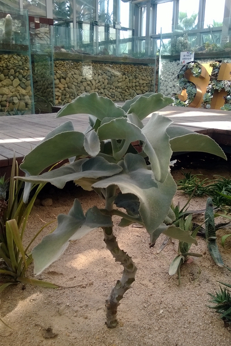 景天科植物中的巨人仙女之舞