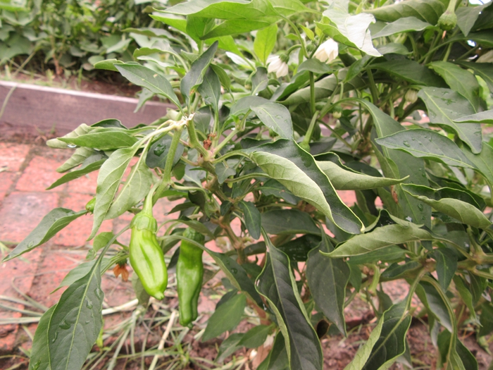 辣椒.jpg