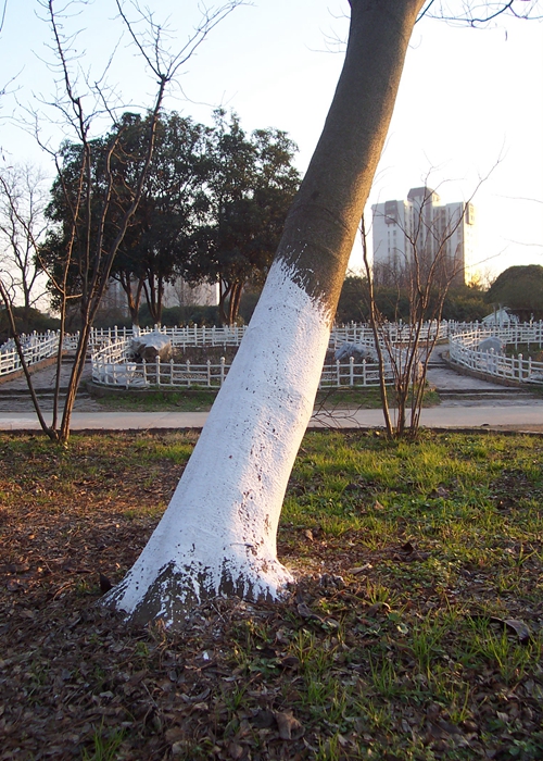 涂白的树干.jpg