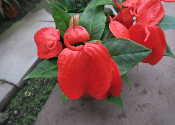 火鹤花(学名:anthurium andraeanum),又名红掌,花烛,安祖花.