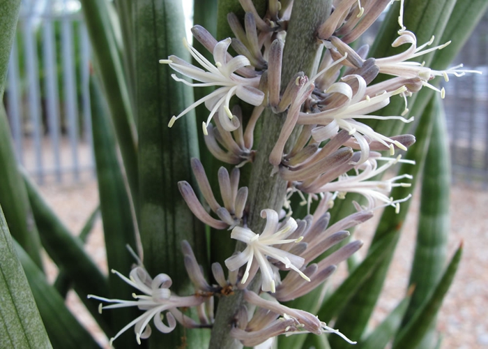 棒叶虎尾兰(sansevieria cylindrica),原产于安哥拉的多肉植物,虎尾兰