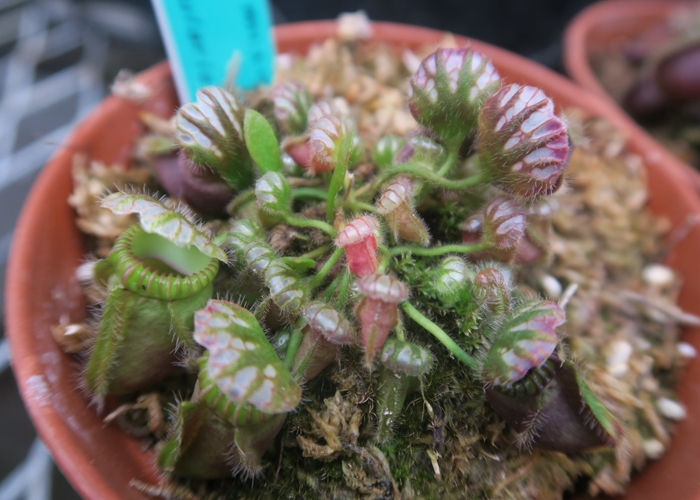 吃虫子的小圆瓶——土瓶草