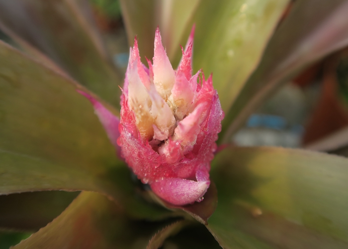 安兰妮光萼荷凤梨Aechmea allenii.jpg