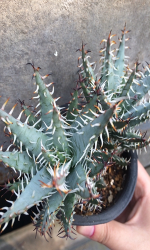 黑魔殿(aloe erinacea),原产纳米比亚,生长在海拔900~1350米的多岩石