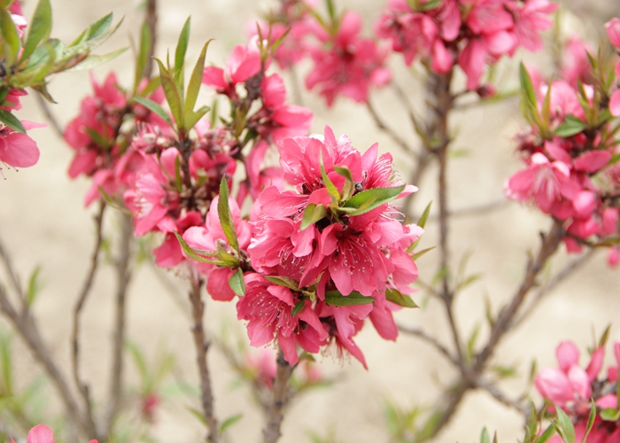 上海植物园桃花盛开,进入最佳观赏佳期